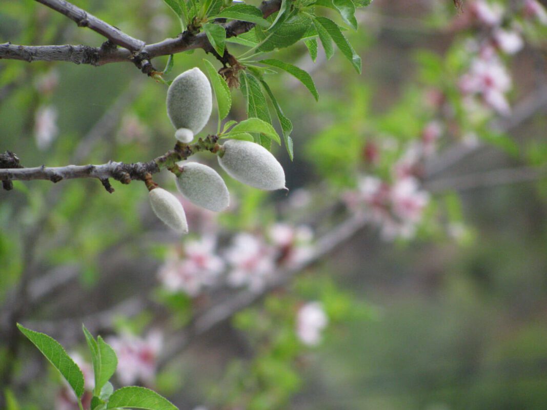 Almond tree